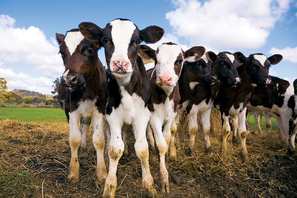 Shoof New Zealand location Shoof New Zealand location