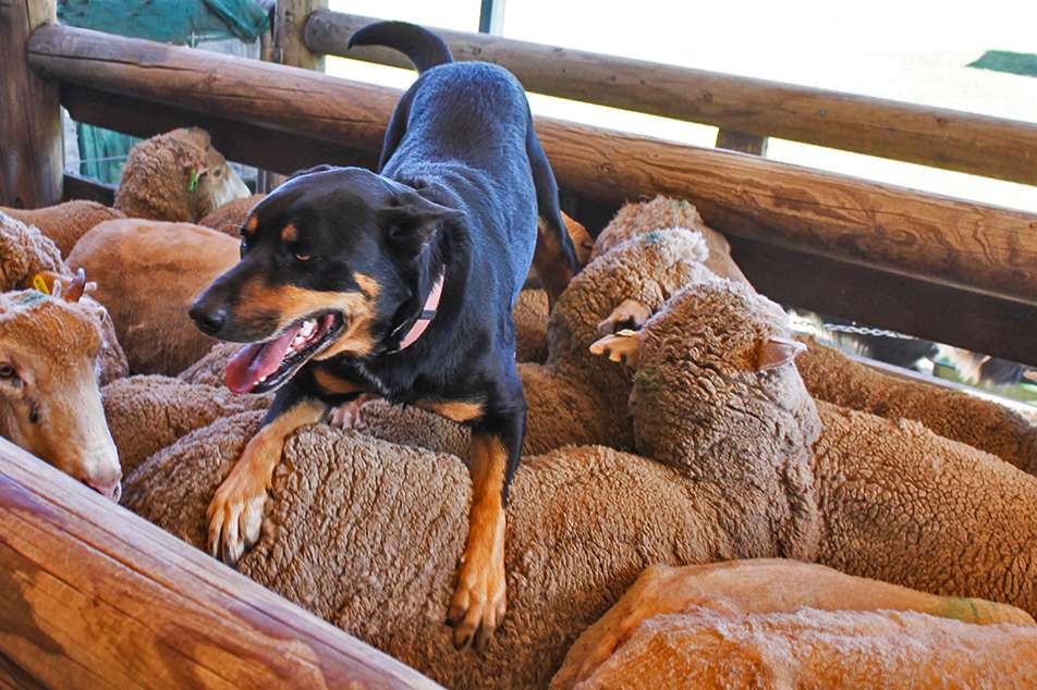 Shoof Australia location Shoof Australia location