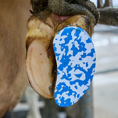 Shoof launches Walkease